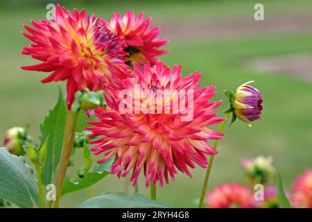 Cactus dahlia 'polventon fireballÕ rose vif et jaune en fleur. Banque D'Images