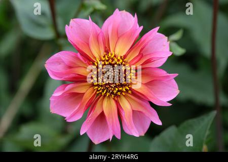 Collarette rose et orange Dahlia 'Princess Nadine' en fleur. Banque D'Images