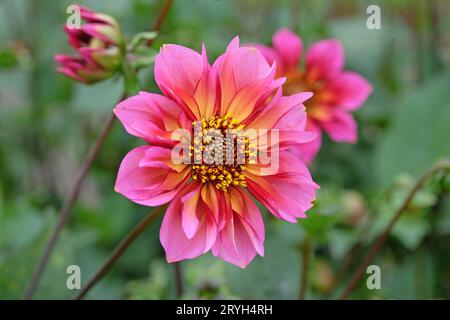 Collarette rose et orange Dahlia 'Princess Nadine' en fleur. Banque D'Images