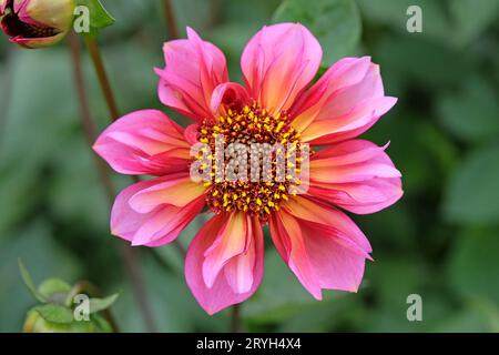 Collarette rose et orange Dahlia 'Princess Nadine' en fleur. Banque D'Images