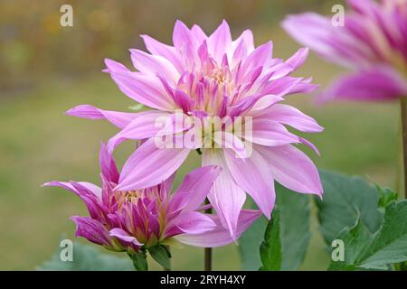 Lilas violet et crème assiette décorative dahlia 'Labyrinth Two Tone' en fleur. Banque D'Images