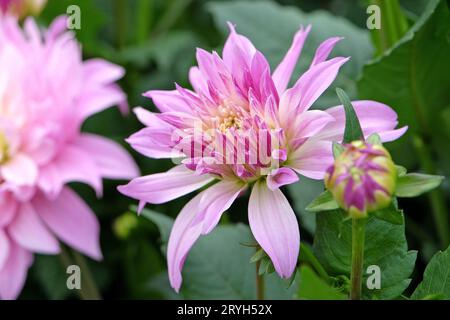 Lilas violet et crème assiette décorative dahlia 'Labyrinth Two Tone' en fleur. Banque D'Images