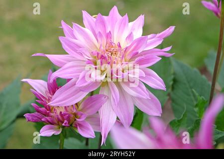 Lilas violet et crème assiette décorative dahlia 'Labyrinth Two Tone' en fleur. Banque D'Images