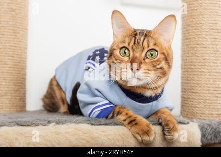 Chat Bengal dans les vêtements se trouve sur un poteau de grattage. Banque D'Images