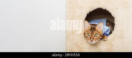 Chat Bengal en vêtements se repose dans une maison de chat. Banque D'Images