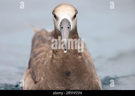 L'albatros à pieds noirs (Diomedea ou Phoebastria nigripes) est un grand oiseau de mer de la famille des Diomedeidae du Pacifique Nord. Ce phot Banque D'Images