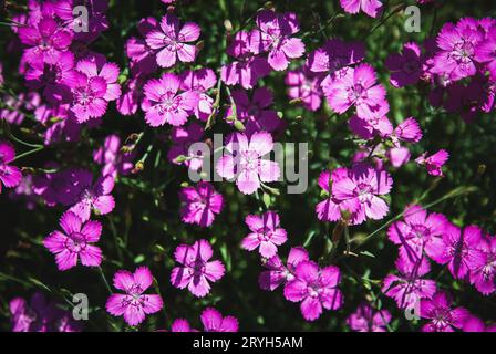 Fleurs roses de jeune fille, violet vif Dianthus deltoides dans le jardin d'été Banque D'Images