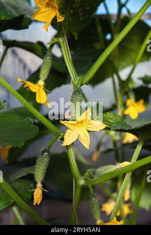 Concombre plante de vigne avec kukes et fleurs en serre Banque D'Images