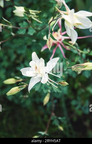 Columbine européenne, Aquilegia vulgaris, fleurs blanches dans le jardin de printemps Banque D'Images