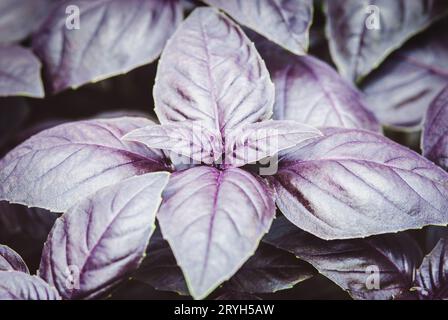 Basilic violet cultivé dans un potager à la ferme biologique, cime de basilic opale foncé Banque D'Images