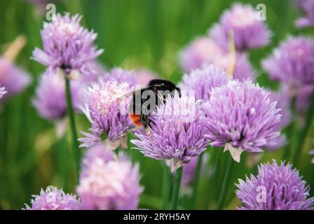 Bumblebee recueille le nectar des fleurs Purple Chives, Allium schoenoprasum dans le jardin Banque D'Images