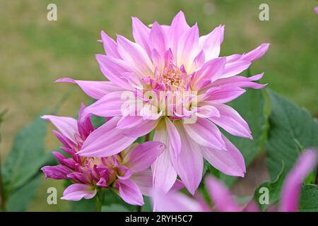 Lilas violet et crème assiette décorative dahlia 'Labyrinth Two Tone' en fleur. Banque D'Images