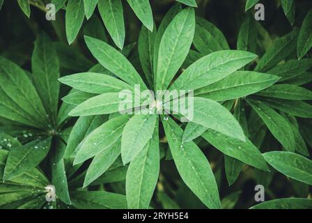 La plante lupin laisse dans le jardin de printemps Banque D'Images