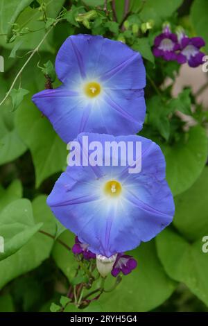 Bleu vif Mexicain Morning Glory Ôheavenly blueÕ en fleur. Banque D'Images