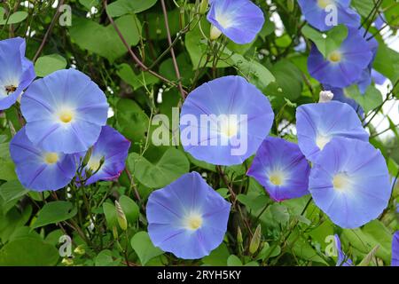 Bleu vif Mexicain Morning Glory Ôheavenly blueÕ en fleur. Banque D'Images