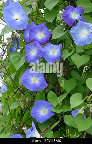 Bleu vif Mexicain Morning Glory Ôheavenly blueÕ en fleur. Banque D'Images