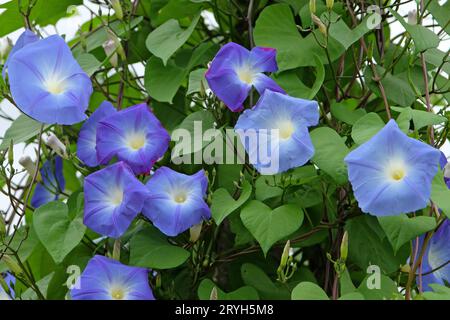 Bleu vif Mexicain Morning Glory Ôheavenly blueÕ en fleur. Banque D'Images