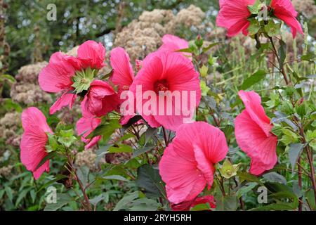 Hibiscus moscheutos rouge, ou mauve rose des marais, «Tangri» en fleur Banque D'Images