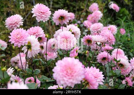 Rose pâle décoratif Dahlia Melody Harmony en fleur. Banque D'Images