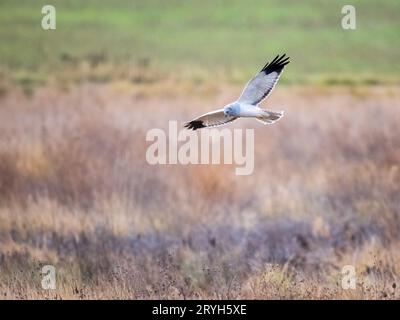 Beau harrier du nord mâle - Circus hudsonius - faucon de marais, gris ou gris fantôme. Chasse sur la prairie Banque D'Images