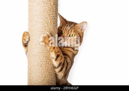 Chat Bengal et poteau de grattage isolé sur fond blanc. Banque D'Images