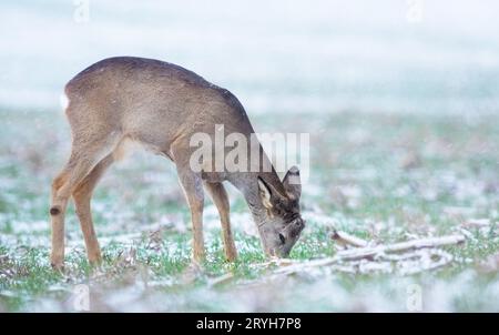 Un jeune buck mange de l'herbe sur un terrain enneigé en hiver Banque D'Images