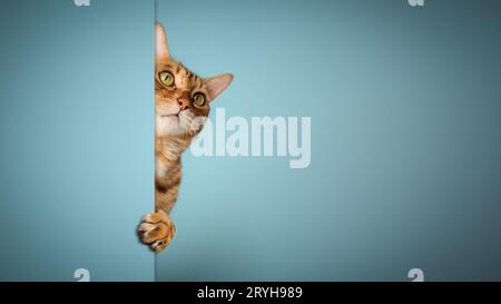 Portrait rapproché d'un chat sur fond blanc. Banque D'Images