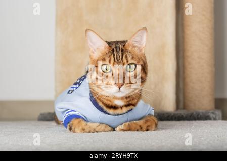 Chat rouge dans une veste sur le sol dans la chambre. Banque D'Images