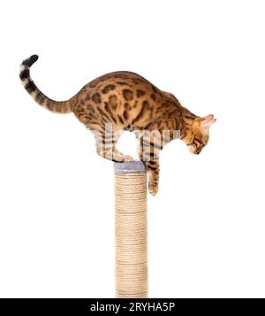 Chat Bengal sur un poteau de grattage sur un fond blanc Banque D'Images