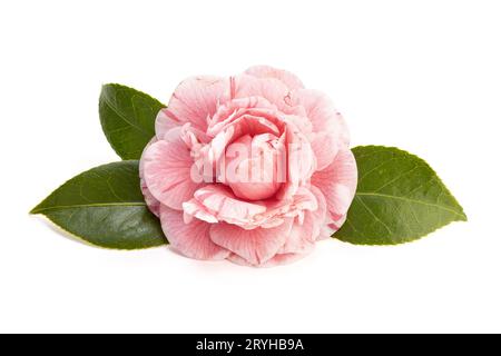 Fleur de camélia rose et feuilles isolées sur fond blanc Banque D'Images