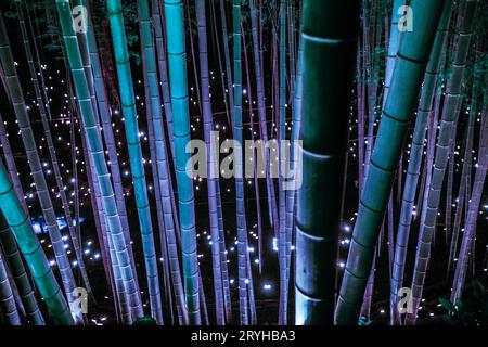 Petit diamètre lumineux de la bosquet de bambou (petit bureau forêt de château de citoyen) Banque D'Images