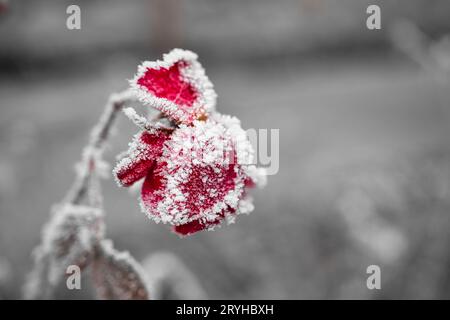 Gros plan de roses rouges recouvertes de neige sur fond flou Banque D'Images