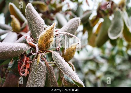 Photo sélective d'une plante de Rhode-dendron cinnabarinum recouverte de glace dans le jardin Banque D'Images