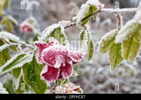 Mise au point sélective d'un rosen dépoli recouvert de neige dans le jardin par une journée d'hiver Banque D'Images