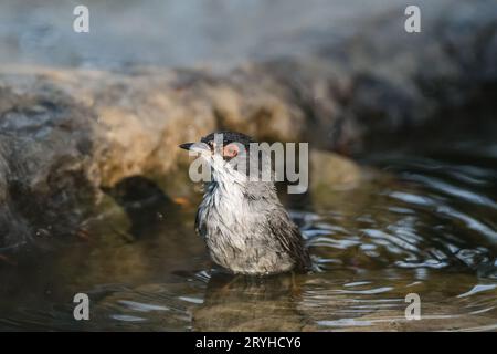 Paruline sarde, Curruca melanocephala, prenant un bain, Lleida, Catalogne, Espagne Banque D'Images