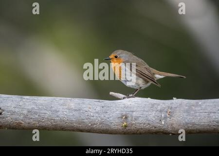 Robin européen, erithacus rubecula, perché sur un arbre, Lleida, Catalogne, Espagne Banque D'Images