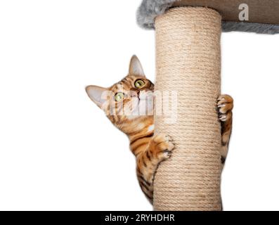 Un chat domestique grimpe sur un poteau de chat. Isolé sur fond blanc. Banque D'Images