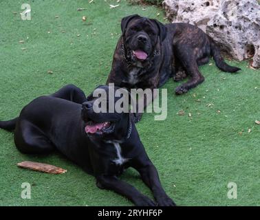 Cane Corso joue. Banque D'Images