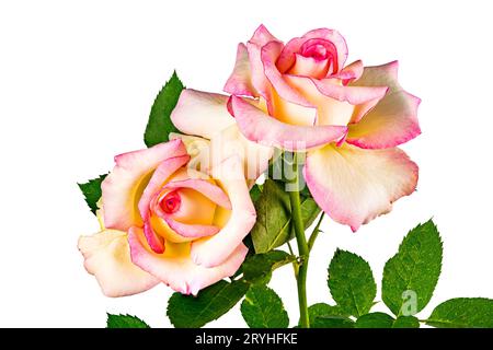 Vue de côté des roses roses fleuries avec des feuilles vertes isolées sur fond blanc. Banque D'Images