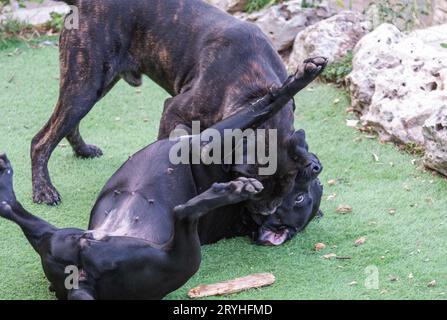 Cane Corso joue. Banque D'Images