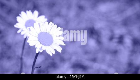 Très Peri. Couleur de l'année 2022. Fond abstrait tonique couleur violette tendance. Copier l'espace pour le texte. Spring Meadow avec Marguerite. Herbe et fleurs b Banque D'Images