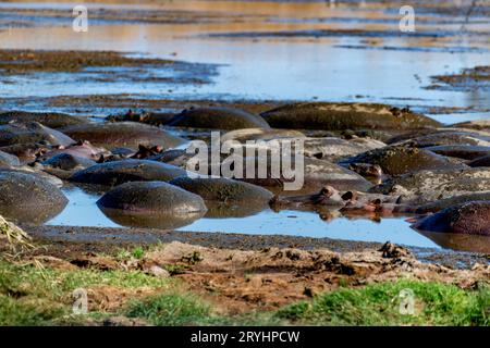 Hippotames sauvages dans le parc national du Serengeti Banque D'Images