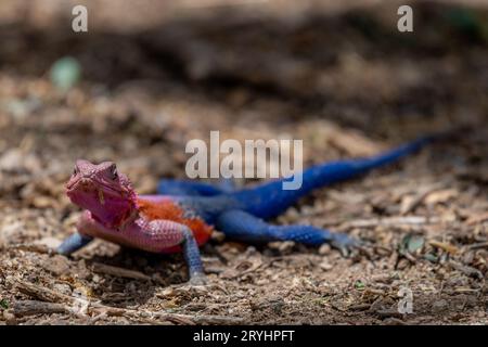 Lézard se prélasser au soleil dans le parc national du serengeti Banque D'Images