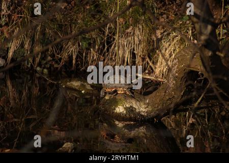 Une tortue glissante à ventre jaune ou Terrapin, est assise sur le Log of a Fallen Tree qui se trouve dans le canal d'eau douce à côté d'un bain de soleil herbeux River Bank. Banque D'Images