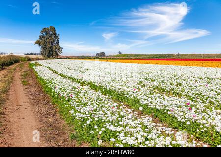 Champs pittoresques de fleurs Banque D'Images