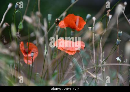 Gros plan des coquelicots rouges dans la vallée d'Ihlara à Aksaray, Anatolie centrale, Turquie Banque D'Images