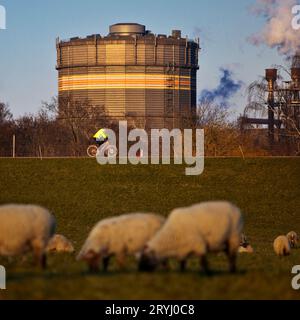 Moutons sur les prairies du Rhin avec des cyclistes et Industrie von ThyssenKrupp Steel, Duisburg, Allemagne Banque D'Images