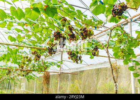 Rangée de raisins de croissance colorés avec des feuilles vertes accrochées aux branches de la vigne. Banque D'Images