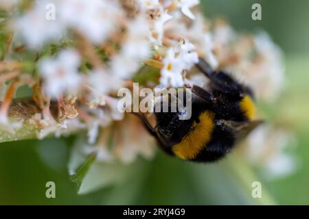 Photo macro d'un bourdon à queue champêtre, ou bombus, pollinisant et recueillant du nectar sur une fleur sauvage blanche Banque D'Images