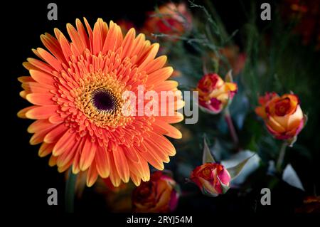 Belle fleur de Marguerite fraîche. Fleurs fleuries au printemps Banque D'Images